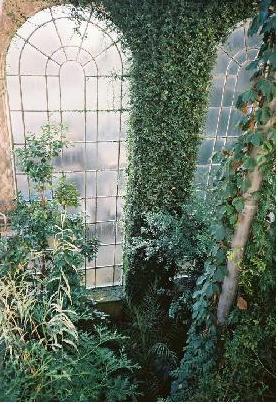 Ivy covered windows