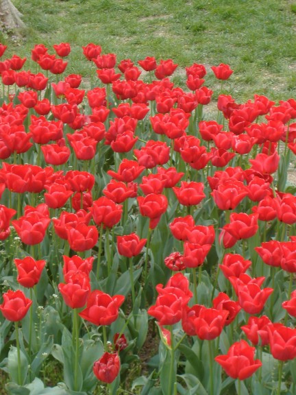 Red Tulips, Istanbul
